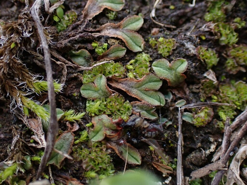 Riccia campbelliana