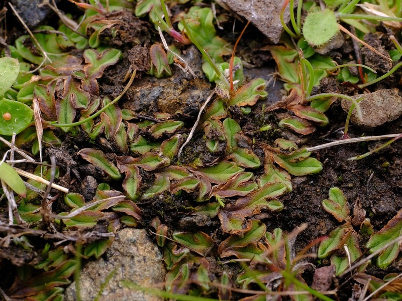 Riccia campbelliana photo 2