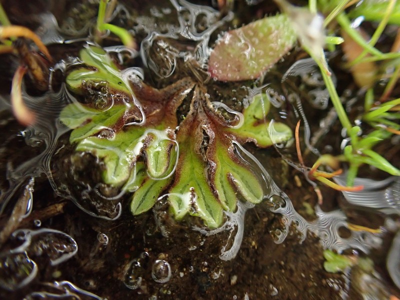 Riccia campbelliana photo 3