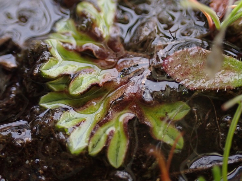 Riccia campbelliana photo 4