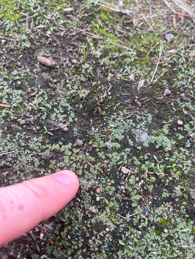 Riccia campbelliana photo 5