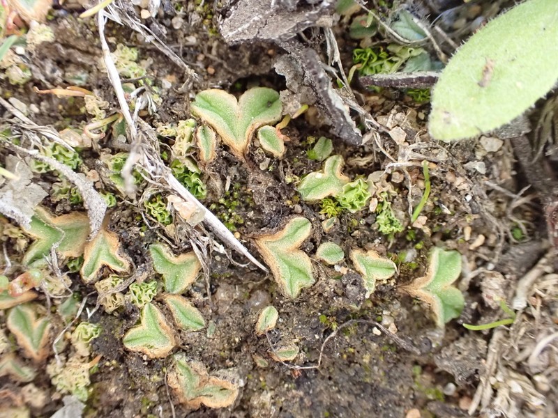 Riccia campbelliana photo 6