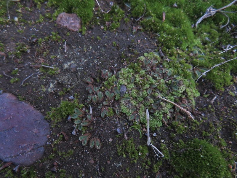 Riccia campbelliana photo 7