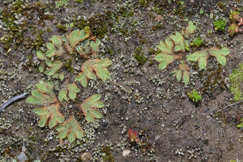 Riccia campbelliana photo 8