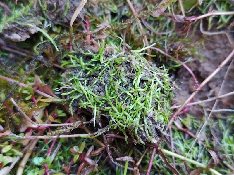 Riccia canaliculata