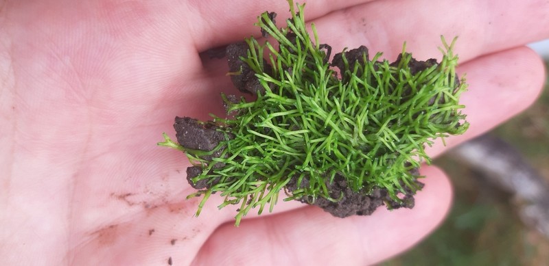 Riccia canaliculata photo 2