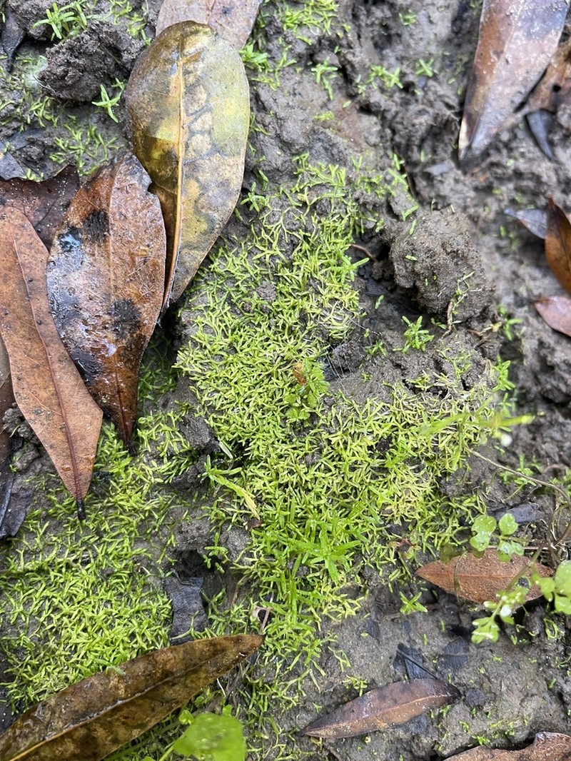 Riccia canaliculata photo 3