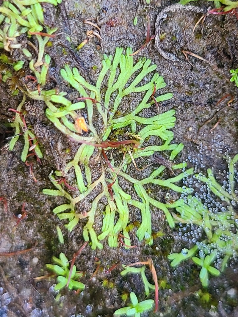Riccia canaliculata photo 5