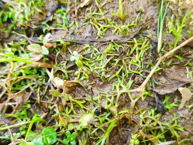 Riccia canaliculata photo 6