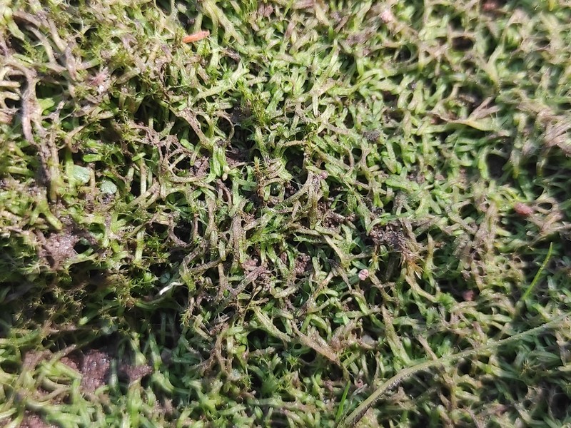 Riccia canaliculata photo 7