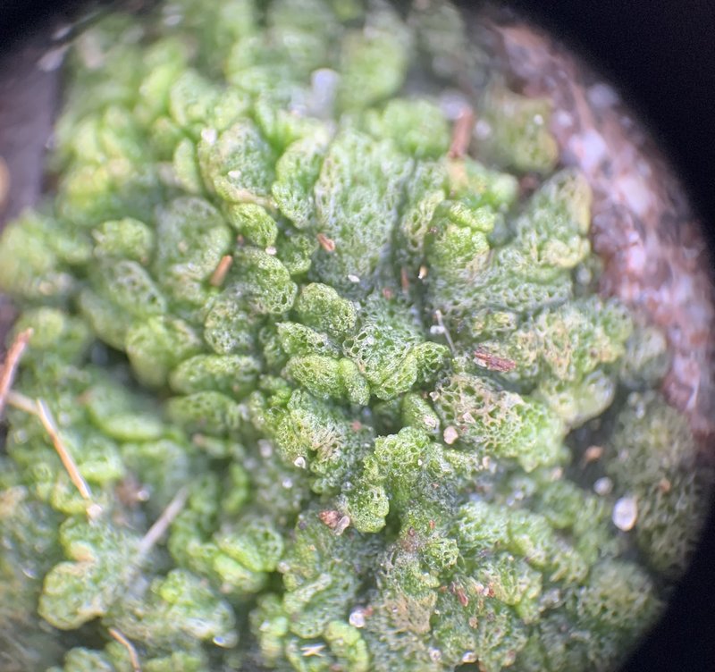 Riccia cavernosa photo 7
