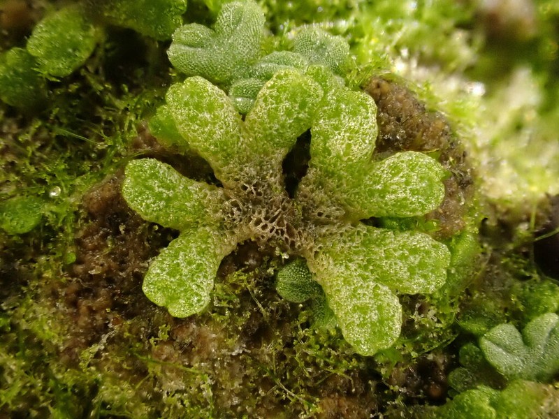 Riccia cavernosa photo 3