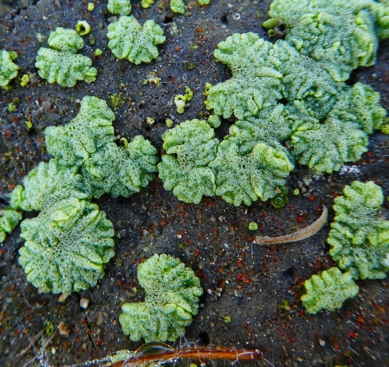 Riccia cavernosa photo 4