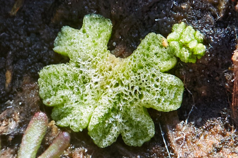 Riccia cavernosa photo 5