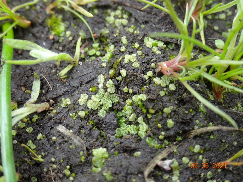 Riccia cavernosa photo 6