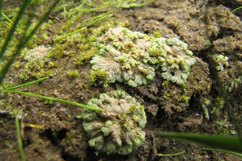 Riccia cavernosa photo 7
