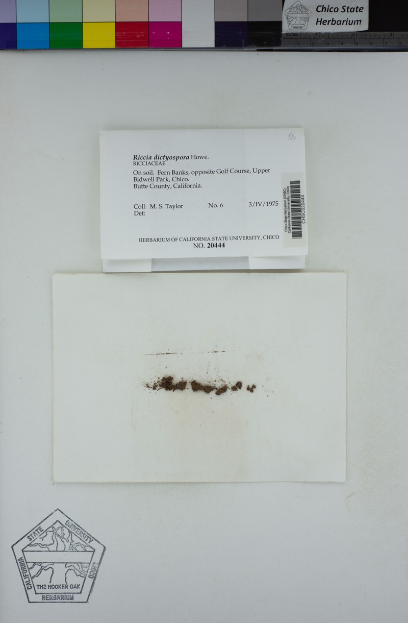 Riccia dictyospora photo 3