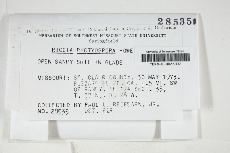 Riccia dictyospora photo 4