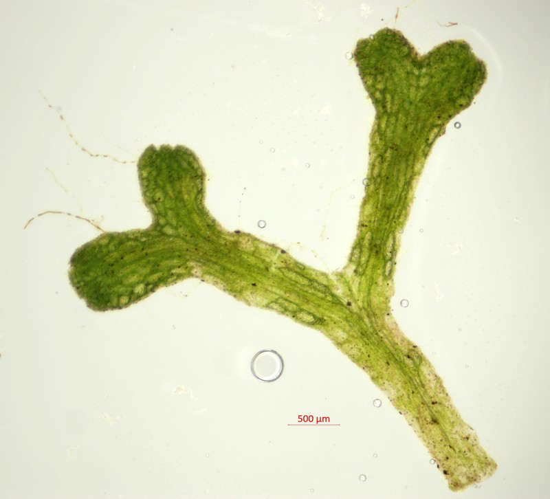 Riccia fluitans photo 2
