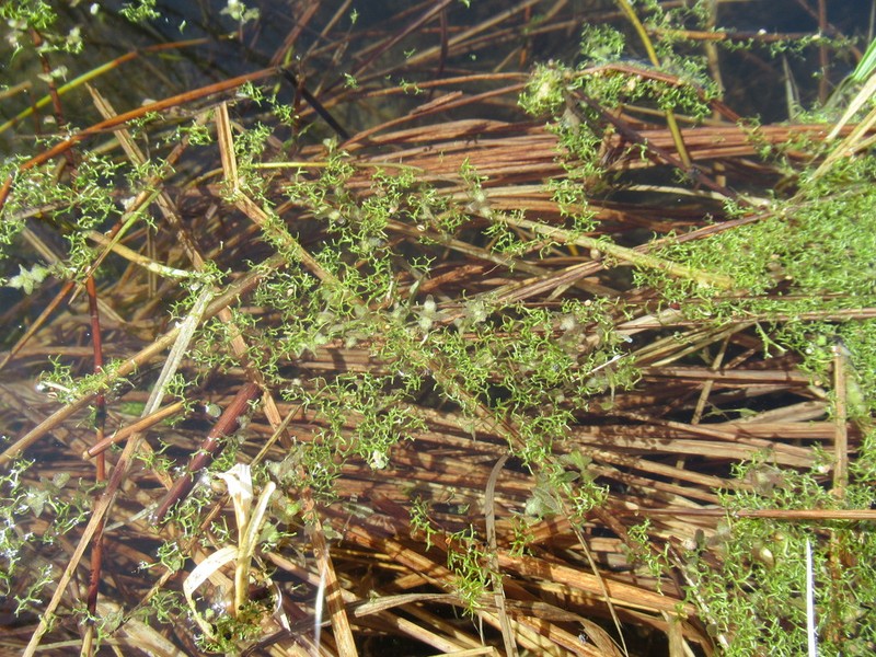 Riccia fluitans photo 3