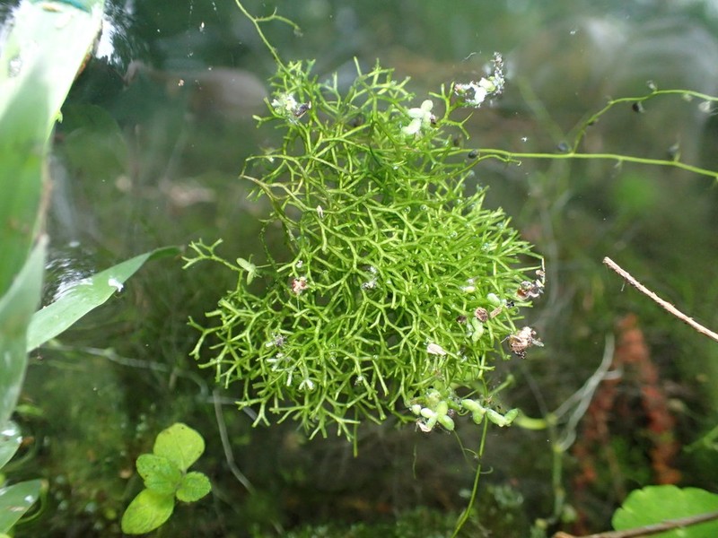 Riccia fluitans photo 4