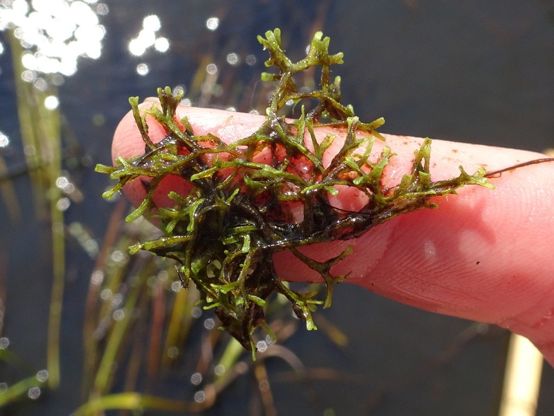 Riccia fluitans photo 5