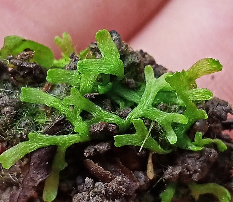 Riccia fluitans photo 6