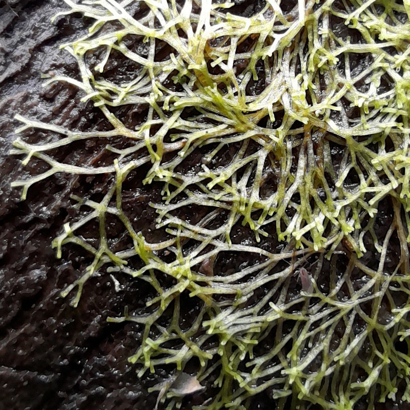 Riccia fluitans photo 7