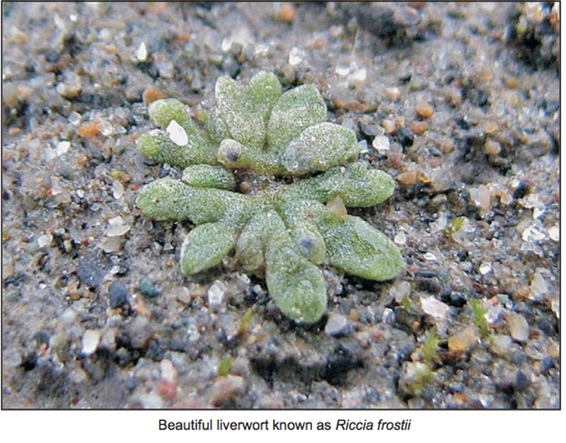 Riccia frostii
