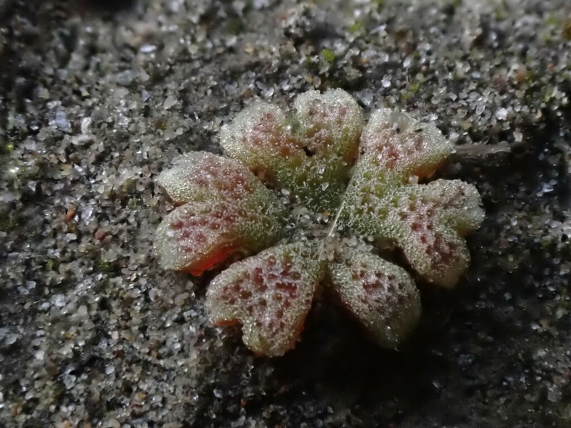 Riccia frostii photo 2