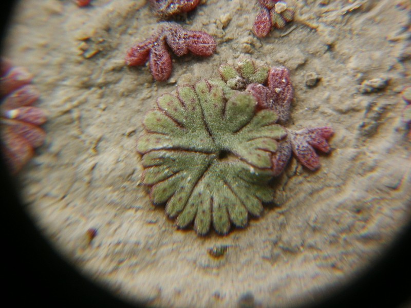 Riccia frostii photo 3