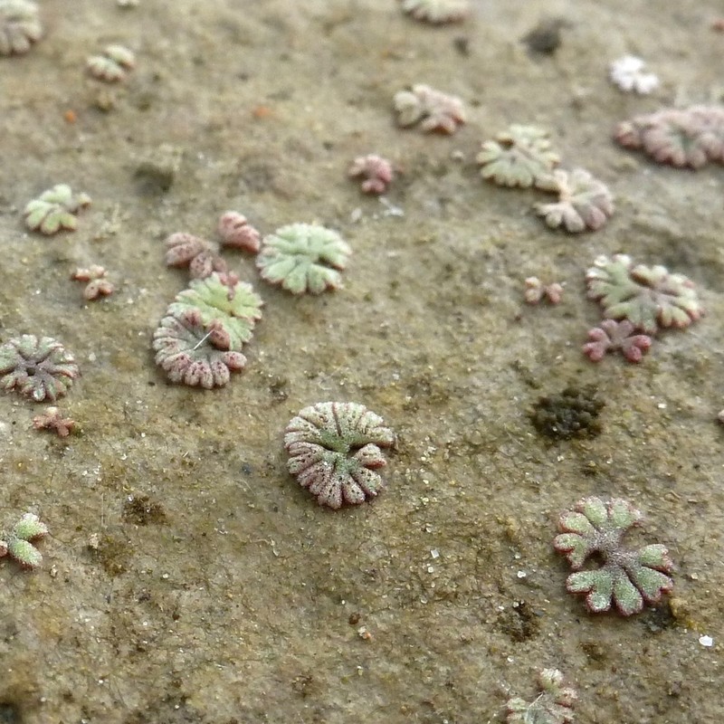 Riccia frostii photo 4