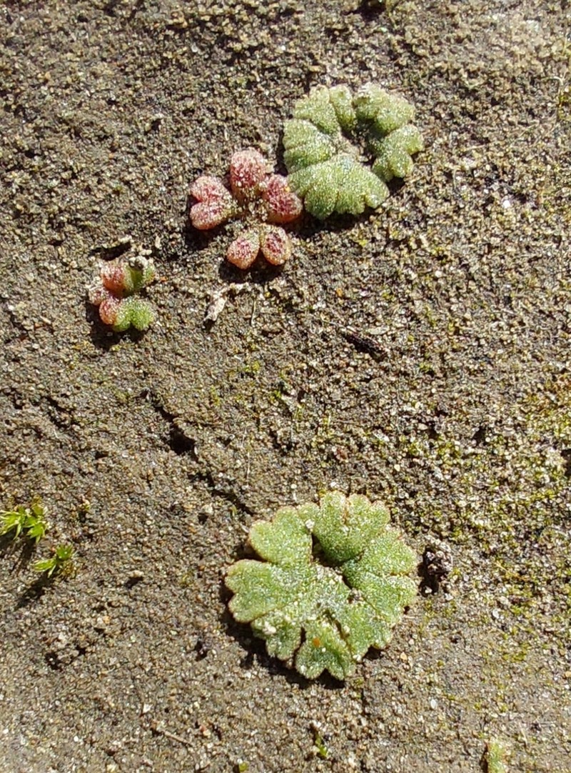 Riccia frostii photo 5