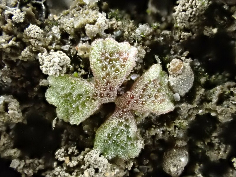 Riccia frostii photo 6