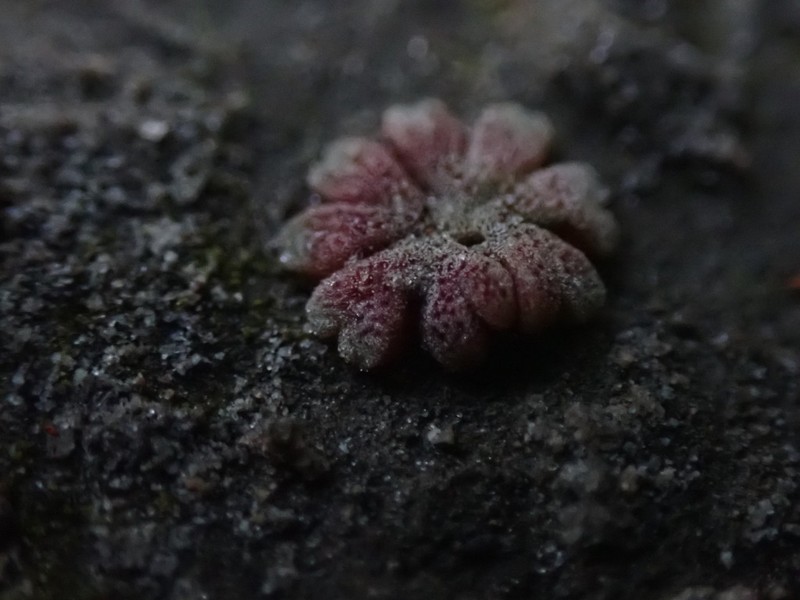 Riccia frostii photo 7