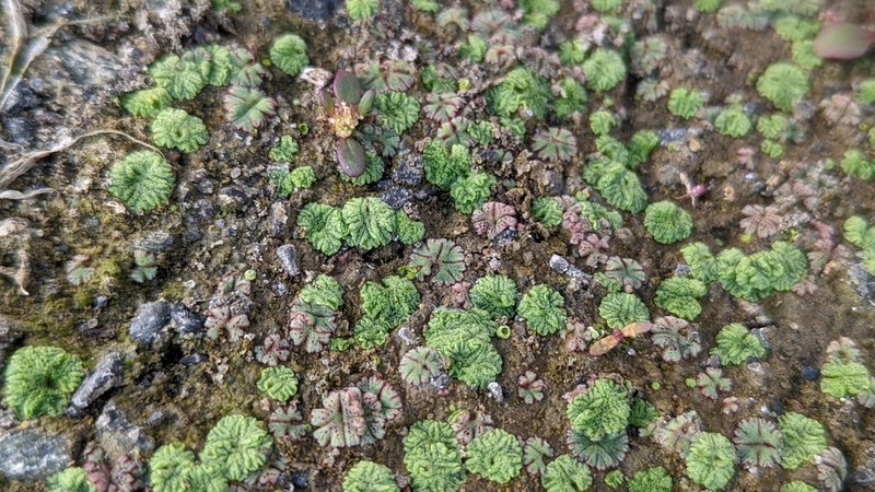 Riccia frostii photo 8