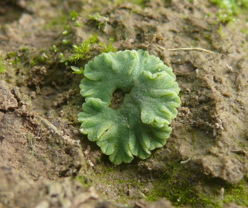 Riccia glauca