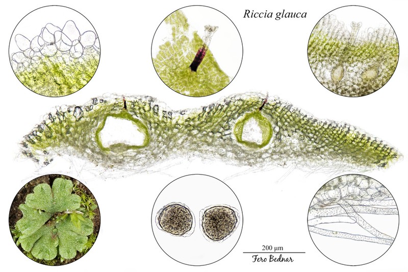 Riccia glauca photo 2
