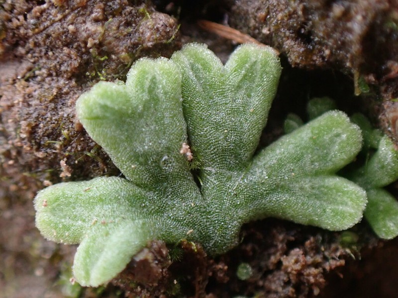 Riccia glauca photo 3