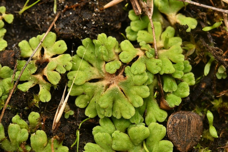 Riccia glauca photo 4