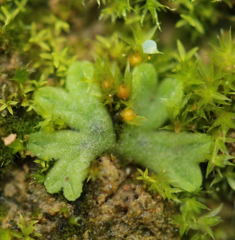 Riccia glauca photo 5