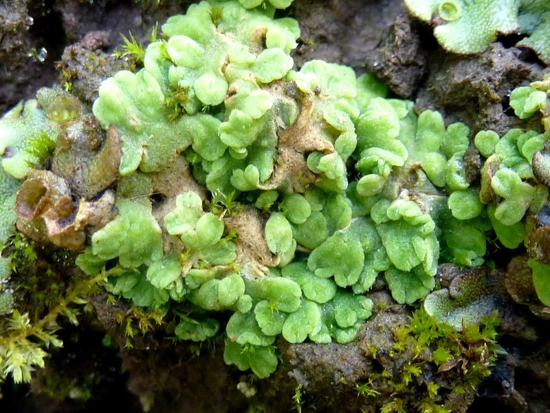 Riccia glauca photo 6