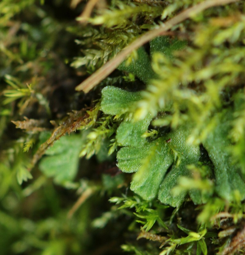 Riccia glauca photo 7