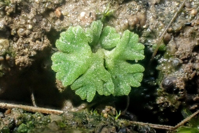 Riccia glauca photo 8