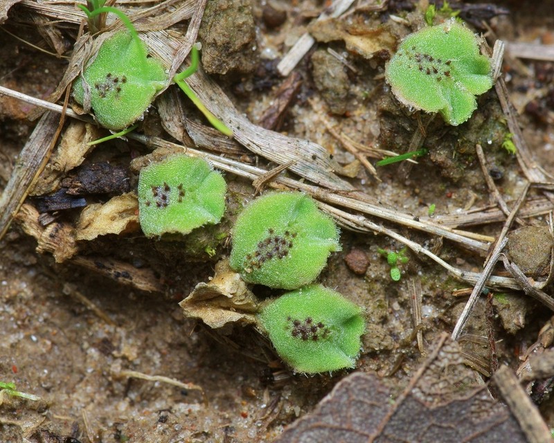 Riccia gougetiana