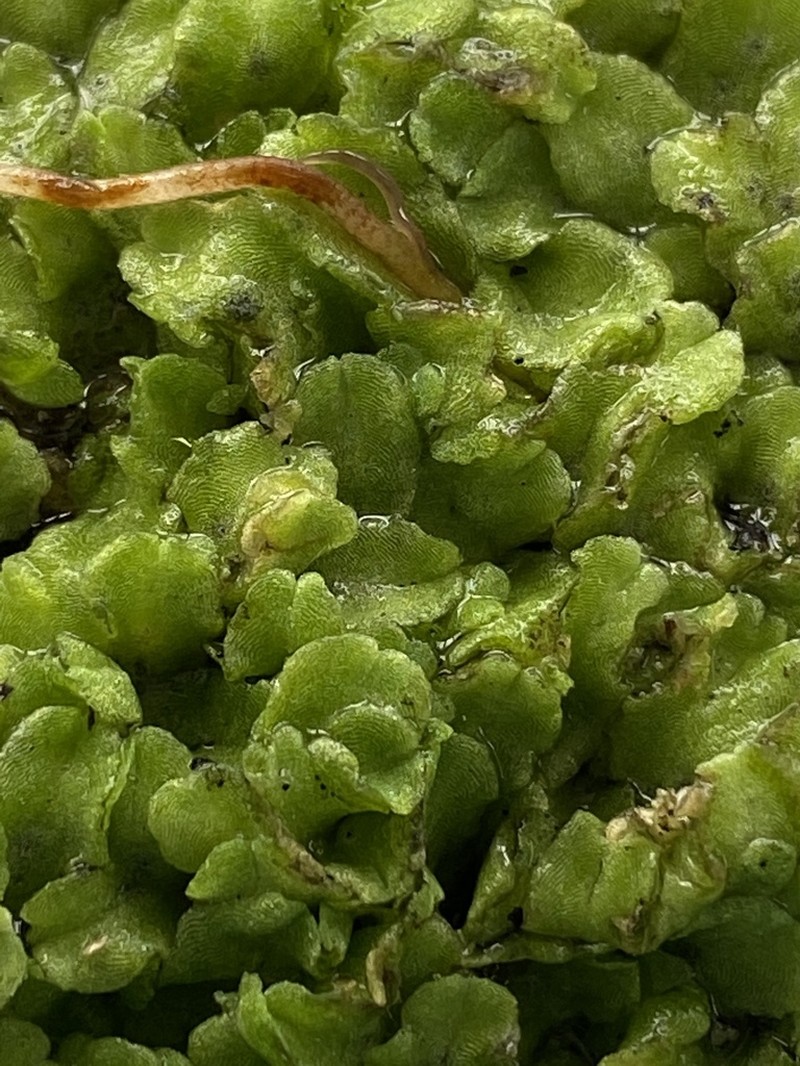 Riccia gougetiana photo 2