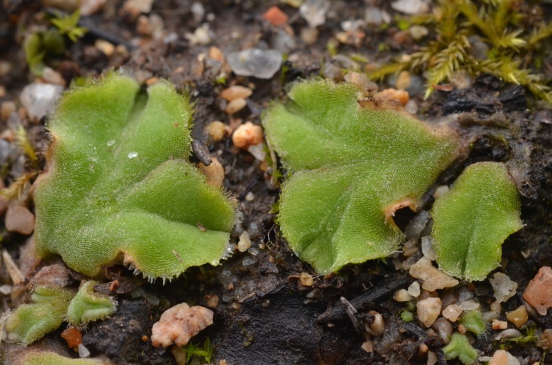 Riccia gougetiana photo 3