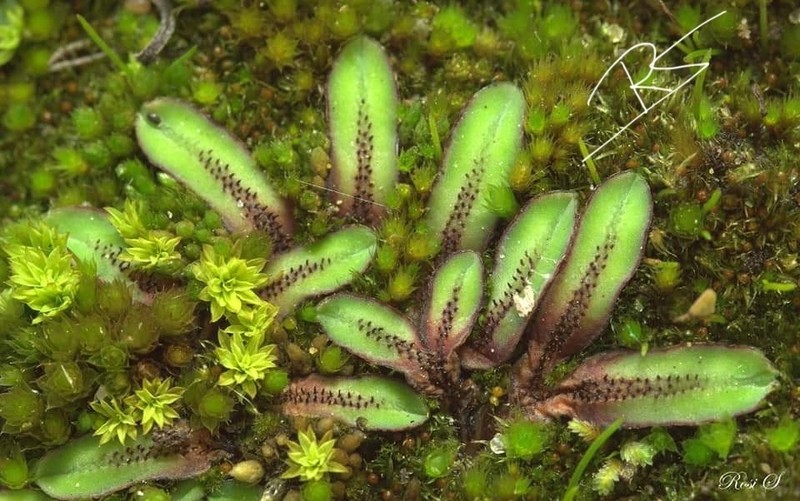 Riccia gougetiana photo 4