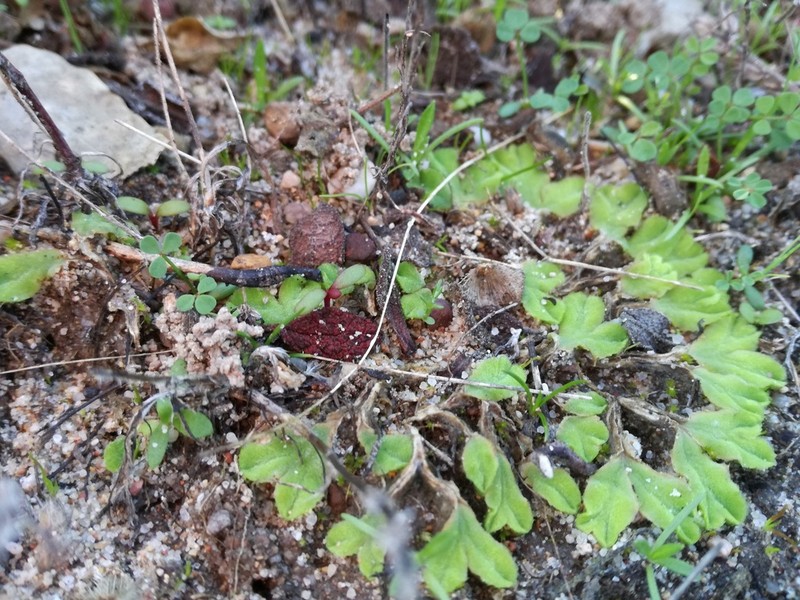 Riccia gougetiana photo 5