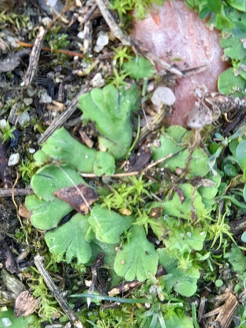 Riccia gougetiana photo 6